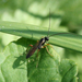 ichneumonidae cf braconidae