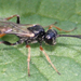 ichneumonidae