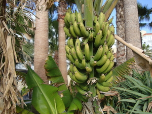 Deze bananenplant...