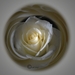 Witte roos 1kopiekopiekopie