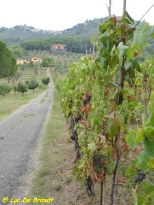2008_09_05 Montecatini Terme 07 wijngaard