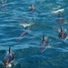 dolfijnen op jacht