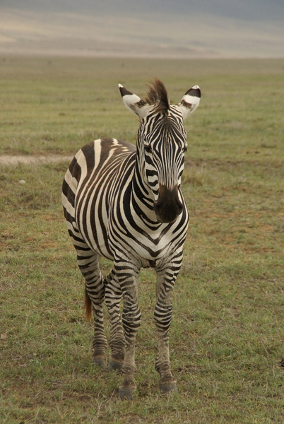 zebra in ngoronngoron krater tanzania