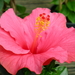 Hibiscus rood.