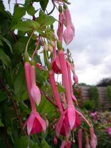 Fuchsia Chor Echo.