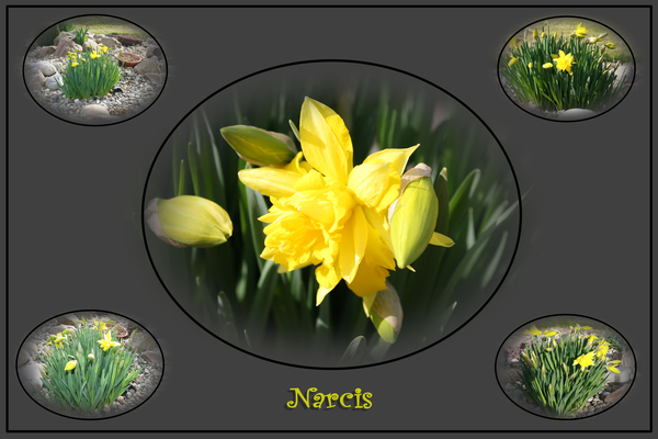 Narcis.