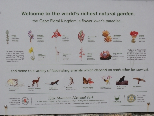 Bloemen en dieren op de Tafelberg