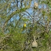 Gele vogeltjes aan de waterkant