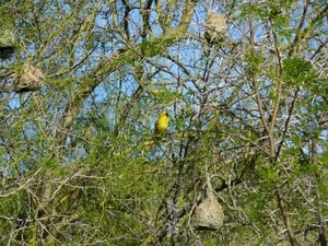 Gele vogeltjes aan de waterkant