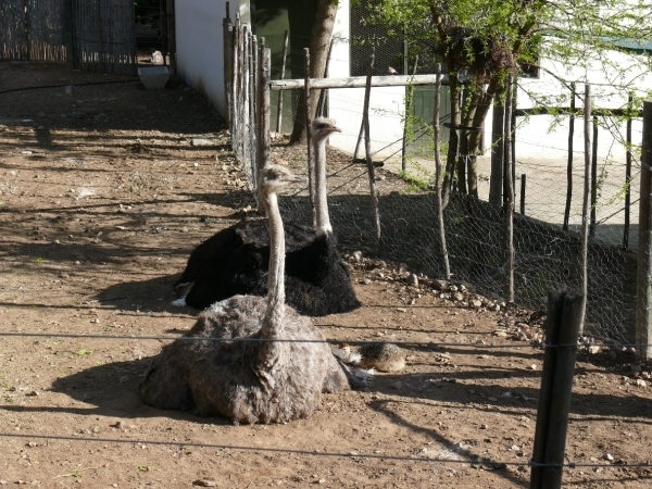 Struisvogelfarm te  Karoo