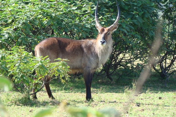 Mijnheer Waterbok