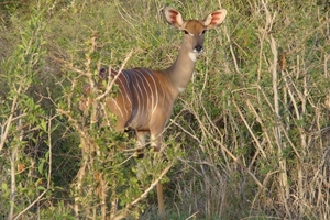 Mevrouw Kudu
