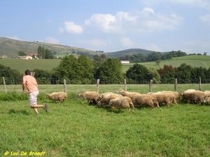 2007 schapenkaas 4