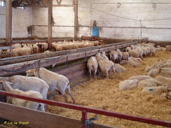 Baskenland Gastronomie schapenkaas