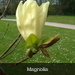 Magnolia Elisabeth