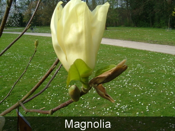 Magnolia Elisabeth