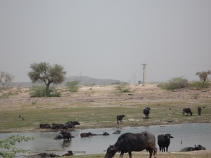 3x Jaisalmer __ Jodhpur _P1020303
