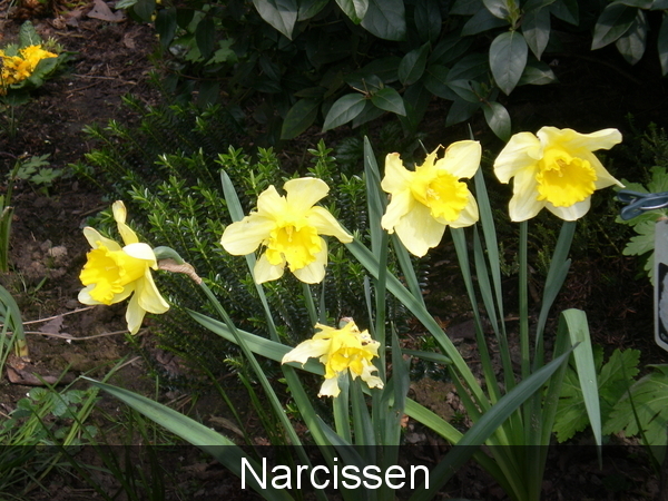 Narcissen