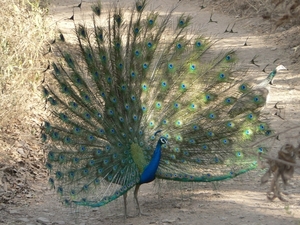 7b Ranthambore NP _A peacock showing off