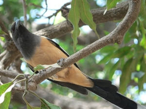 7b Ranthambore NP _Rufous Treepie - the most common bird in Ranth