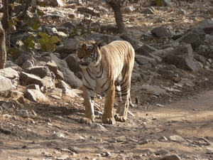 7b Ranthambore NP _Soleshwar or the Sonkuch female approaching a 