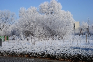 Winter in fabiola park (4)