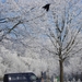 Winter in fabiola park (7)