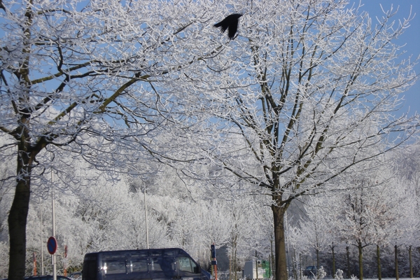 Winter in fabiola park (7)