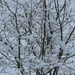 sneeuw 2008.7