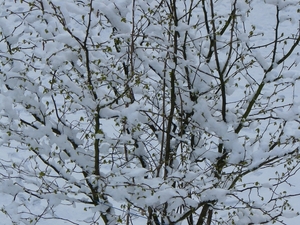 sneeuw 2008.7