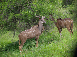 kudu.male