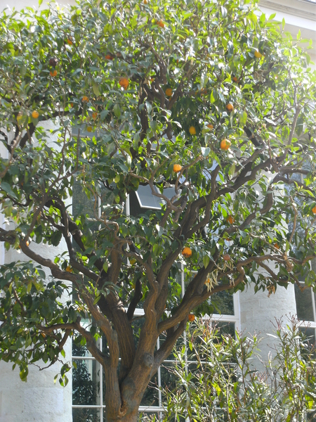 Opwarming van de aarde. Een appelsienenboom in volle bloei in Laken