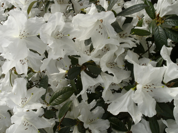 Witte azalea