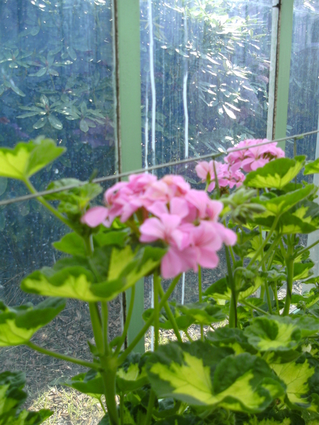 Tweekleurige pelargonium met tweekleurig blad
