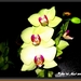 web_IMG_3557orchidee met blits