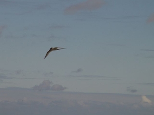 Grenen (DK)