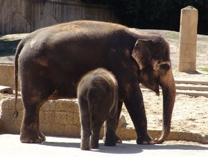 Hannover Zoo (D)