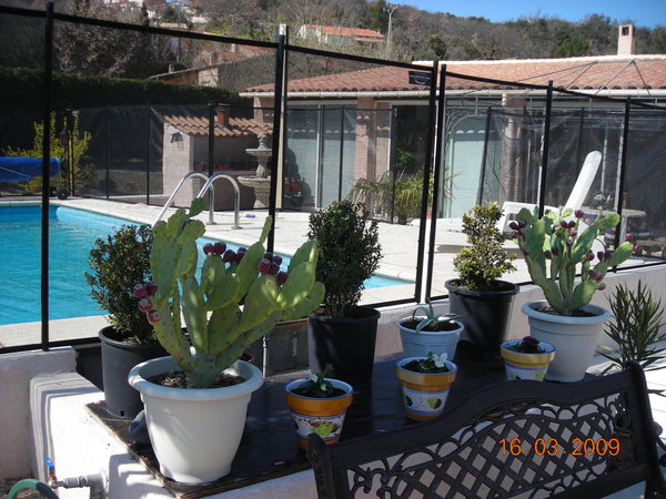 cactus plantjes