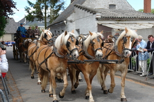 elsengem91