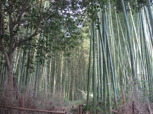 Japan bamboebos