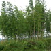 postweg bamboe bosje