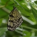 vlinder24