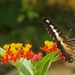 vlinder26