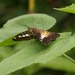 vlinder13
