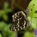 vlinder19