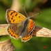 vlinder 11
