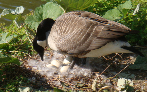 warm nest