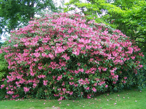 Bloemen,tuin,Engeland