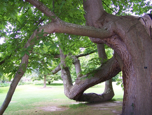 boom,tuin,Engeland