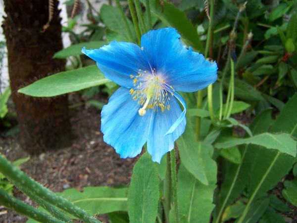 Blauw,bloem,plant,tuin,Engeland